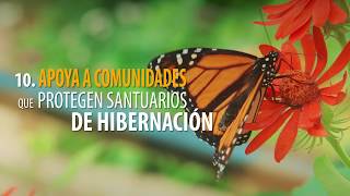 10 cosas que puedes hacer para salvar a la mariposa monarca