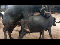 hot buffalo meeting and cow meeting(1)