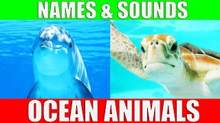 OCEAN ANIMALS Names and Sounds | Learn the Animals of the Ocean for Kids and Preschoolers