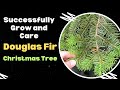 How to Successfully Grow and Care for Douglas Fir | Christmas Tree