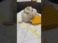 脚が長くて大きいハムスターのウエハースの食べ方 this is the way my hamster that has long legs eats a wafer shorts