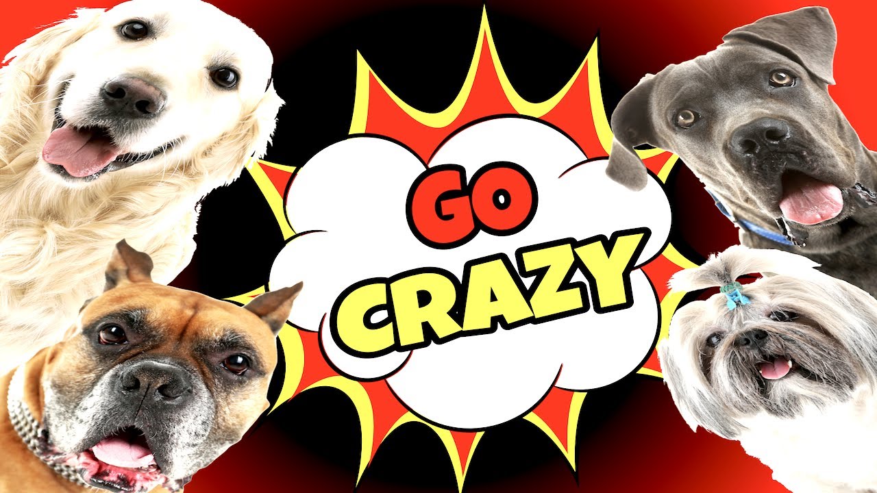 Can Dogs Go Crazy