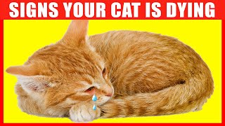 12 Critical Signs that Indicate Your Cat is Going to Die