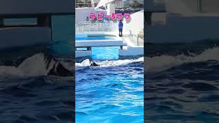 超レア!!ダブルスカイロケット #Shorts #鴨川シーワールド #シャチ #スカイロケット  #kamogawaseaworld #orca #killerwhale