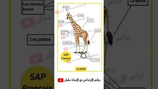 les parties du corps, la girafe français 5AP trimestre 1 فرنسية سنة خامسة ابتدائي