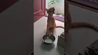 🐱🐱 என்ன ஏமாத்திட்டாங்க...... #shorts #short #trending #viral # cat #cutecat #funny #comedy #yt #cat