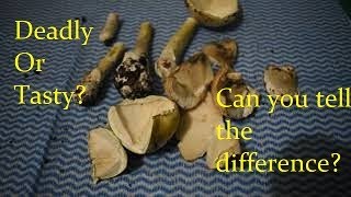 DeathCap v Field Mushroom - Side by side comparison. A matter of Life OR Death.