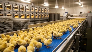 Chicken Hatchery Factory Tour: From Egg to Broiler Chicken Process
