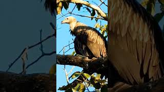 Griffon vulture at Kaziranga