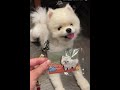 為什麼你需要養一條狗？博美狗勾週記 puppy doggy pomeranian 犬 狗狗