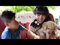 ゴールデンレトリーバーの子犬 2か月 がやってきた！golden retriever 2 months puppy