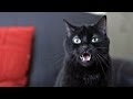 What Does the Cat Say? - Ylvis - The Fox (What Does the Fox Say?) [Official music video HD]