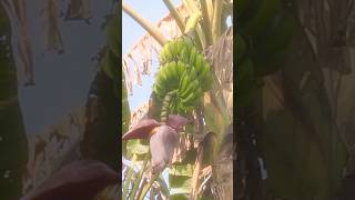 Green banana 's flowers 🌴🫒🌴 #shorts #ytshorts #nature #vegetable #banana