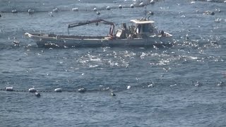 本マグロの養殖場　大月町柏島