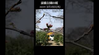 🌸前橋公園の桜咲く🌸 #shorts｜メディアプロモーション課｜群馬県