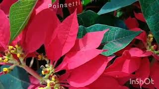 Poinsettia Plants (Christmas Flowers)