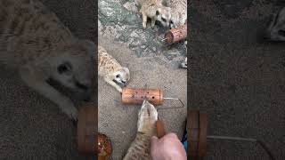 在巴里島野生動物園餵狐獴