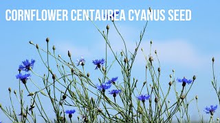 Cornflower  (Centaurea cyanus) Seed Collecting