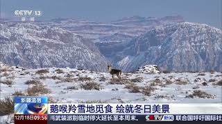 [新闻直播间]新疆温宿 鹅喉羚雪地觅食 绘就冬日美景 | 新闻来了 News Daily