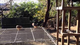 キャンベルタウン野鳥の森　あずま屋で集うキンカ