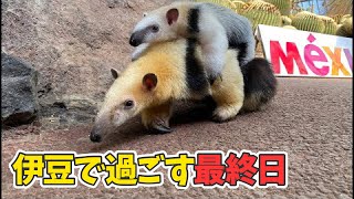 【最終日】ミナミコアリクイのアン