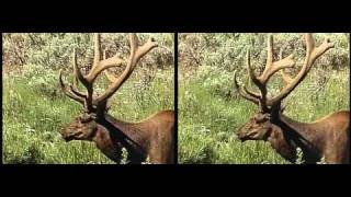Yellowstone National Park in HD 3D yt3d:enable=true