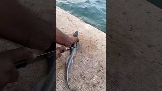 ജീവനോടെ വെട്ടുന്നത് കണ്ട് കിളിപോയി. #shortsfeed #fishing #malayalamfishing #malayalamfishingvideo