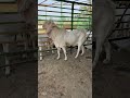 Top Class patira Breeder Of Zaahi Goat Farm Virar Big Size Patira Full Gulabi #shorts #patira