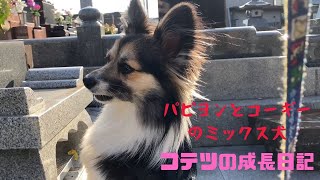 【パピヨンとコーギーのミックス犬】愛犬コテツと一緒にお墓参りと神社参拝　Visiting a shrine with my dog Kotetsu after visiting a grave