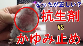 【ハムスター】誤診？犬と猫の病院で \