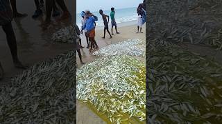 உயிர் மீன் துடிக்க துடிக்க #வாலிநோக்கம் #manaseyilla #shortsvideo #fishing #subscribe #sea