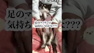 チョコの足びよーーーん！！ママのマッサージが上手！！#shorts #犬 #チワワ #cute