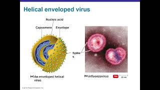 Viruses, Viroids and Prions