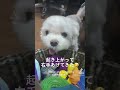 shorts 遠くから見てくるから近づいてみた【マルチーズ】i saw it from afar so i tried to get closer maltese