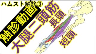 大腿二頭筋の触診(長頭・短頭)