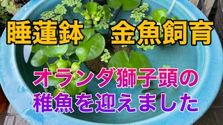 【 睡蓮鉢　ビオトープ 】金魚飼育　オランダ獅子頭の稚魚を迎えました　#睡蓮鉢　#金魚　#ビオトープ　#オランダ獅子頭　#屋外飼育