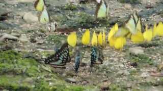 石墻蝶、青帶鳳蝶與青斑鳳蝶群