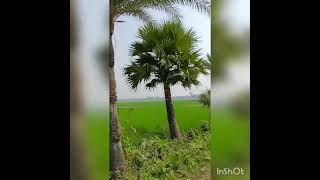 যশোর ধানঘাটা ব্রিজ