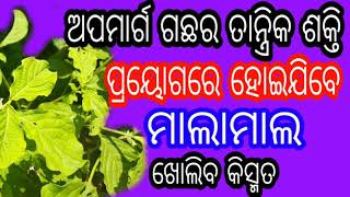 ଅପମାର୍ଗ ଗଛର ତାନ୍ତ୍ରିକ ଶକ୍ତି ପ୍ରୟୋଗରେ ହୋଇଯିବେ ମାଲାମାଲ।ଖୋଲିବ କିସ୍ମତ୍।