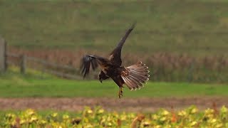 Marsh Harrier Hunting @ RSPB Frampton Marsh - 2020