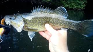 How to catch Murray cod on spinnerbaits