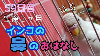 性別判断セキセイインコの鼻のお話　セキセイインコのしらす　Budgerigar nose