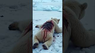 The male hero saved the life of a polar  bear in an amazing way