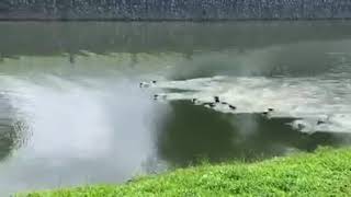 2 Gangs of Otters clash for territory in Singapore