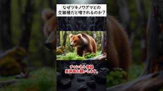 ツキノワグマじゃない！秋田県の山中に表れた謎の赤毛のクマの正体は？ #動物雑学 #voicevox青山龍星