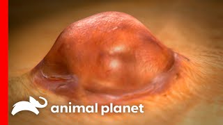 Young Girl Survives Bubonic Plague | Monsters Inside Me | Animal Planet