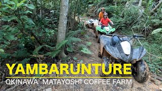 【沖縄 バギー 又吉コーヒー園 ヤンバルンチャー】Okinawa Buggy Matayoshi Coffee Farm Yambarunture 2024 May