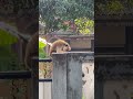 කන්න මුකුත්ම නැද්ද අනේ බඩගිනියි 💔 im so hungry vlogsinceylon monkey hungry food srilanka fyp