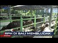 Idul Adha, Permintaan Jasa Potong di RPH Badung, Bali, Meningkat Signifikan #SIP 21/07