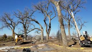 Crispy Dead Cottonwood Tree